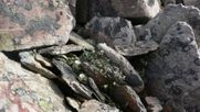 Mushrooms in between stones