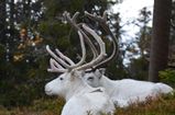 Reindeers resting in the forest