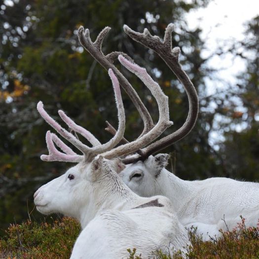Reindeers resting in the forest