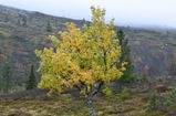 Birches in the beginning of autumn