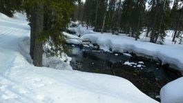 Frozen pond 