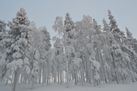 Winter landscape in Levi